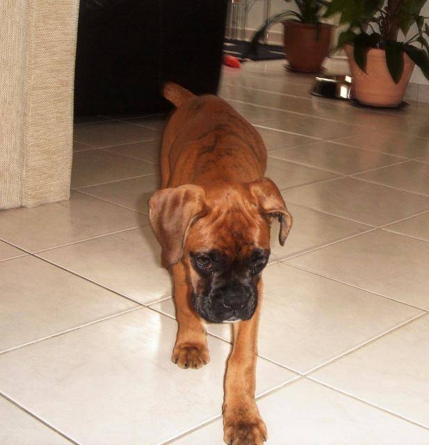 BOXER Baboo - Boxer