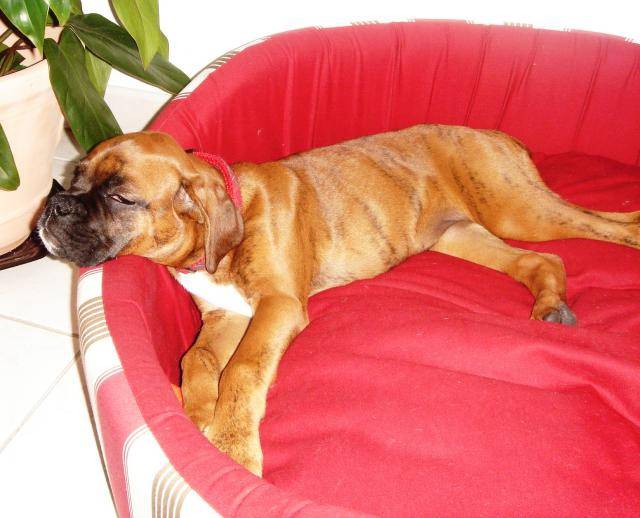 BOXER Baboo - Boxer