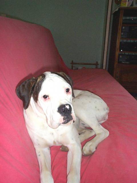 boxer - Boxer