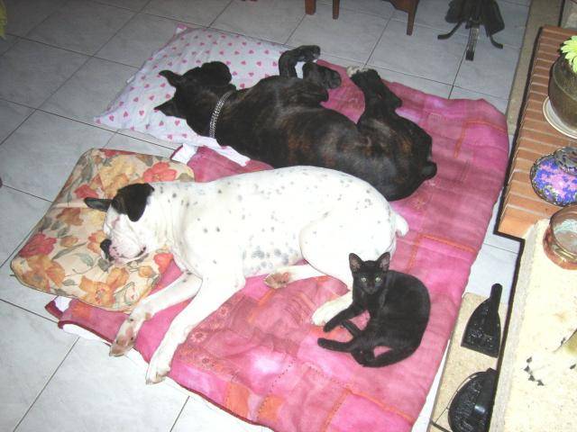 boxer - Boxer