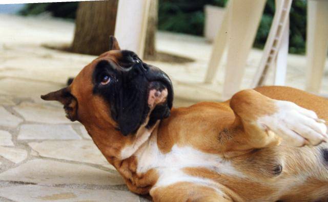 boxer - Boxer