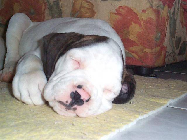 boxer - Boxer