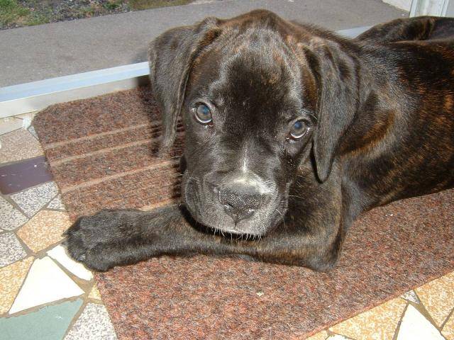 BOXER - Ughy bébé - Boxer