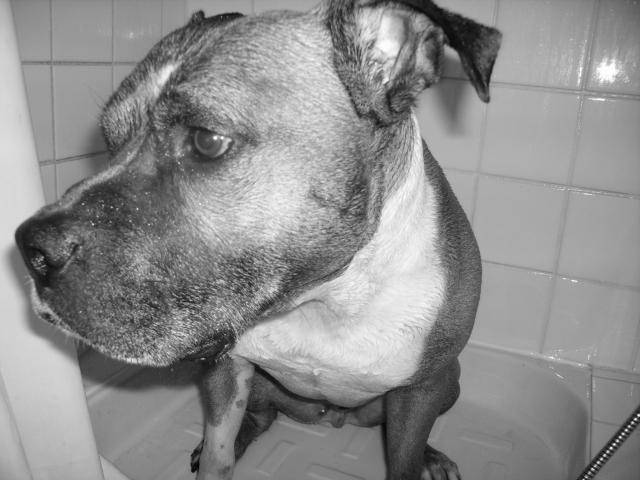 boxer croisé, Mojo - Boxer