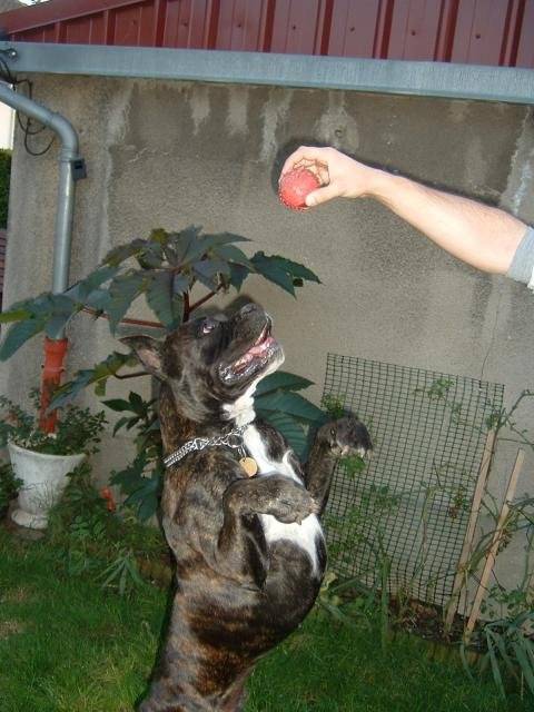 boxer-ughy - Boxer