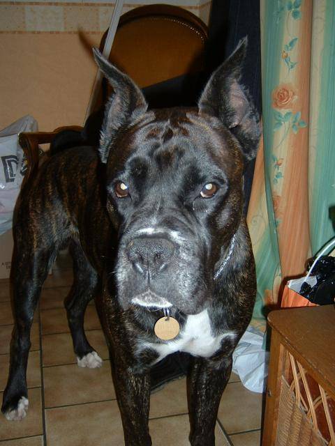 BOXER - Ughy - Boxer