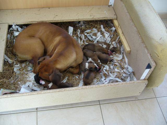BOXER - Nouvelle tribu ! - Boxer