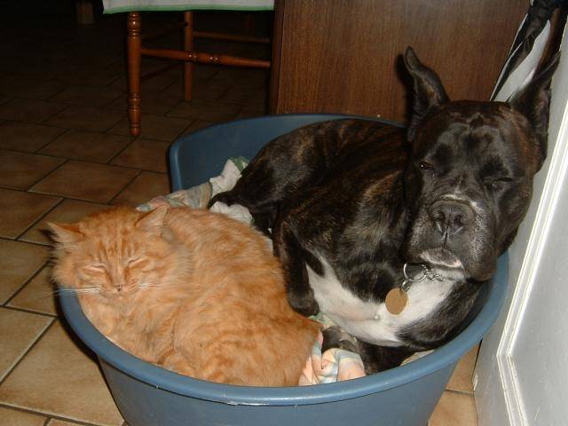 boxer et chat / Ughy et Rugby - Boxer