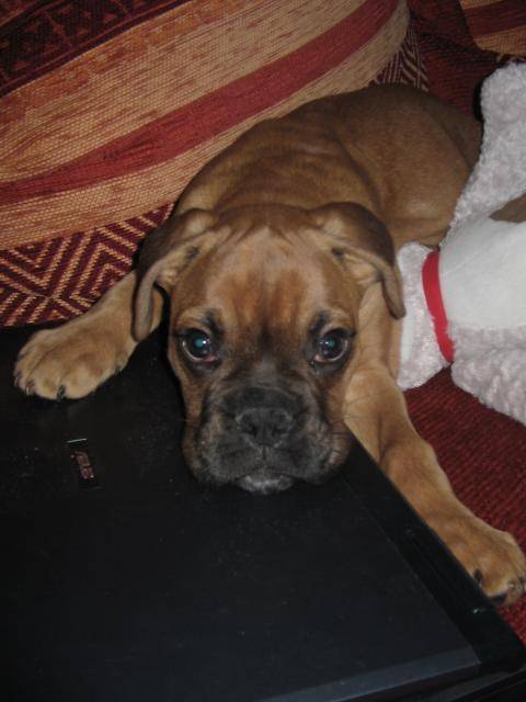 Boxer.BANDIT - Boxer