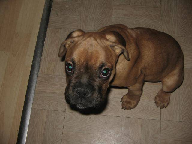 Boxer.BANDIT - Boxer
