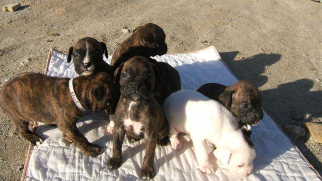 BOXER BAHIA - Boxer