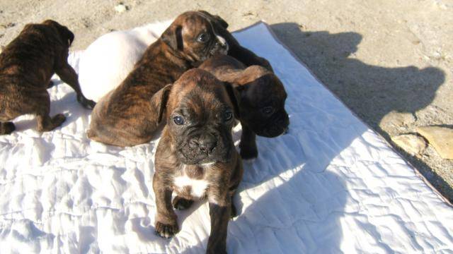 BOXER BAHIA et ses frères et soeurs - Boxer