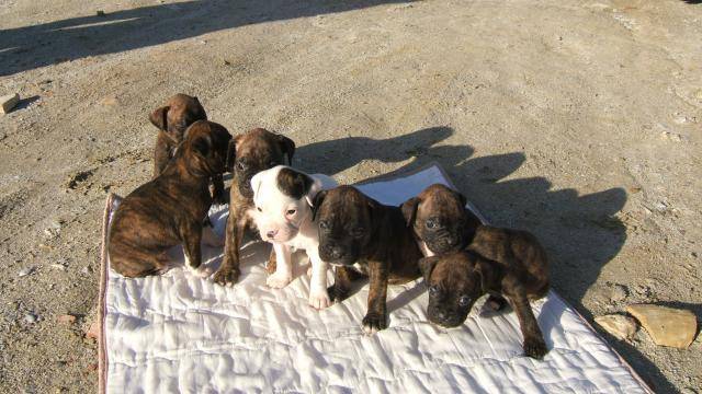 BOXER Bahia et compagnie - Boxer