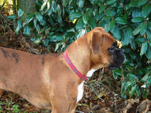 baboo ptite boxer - Boxer