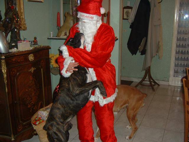 Boxer - Ughy - Boxer