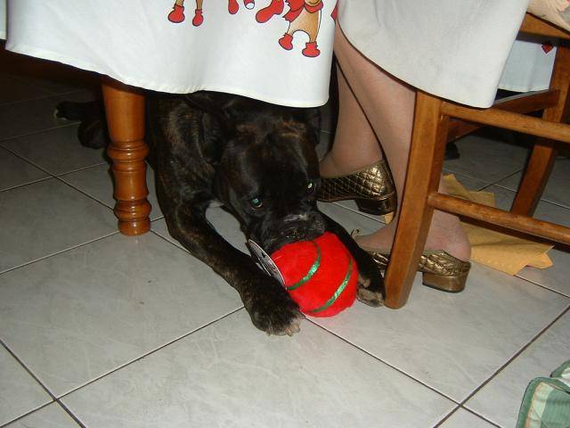 Boxer - Ughy - Boxer