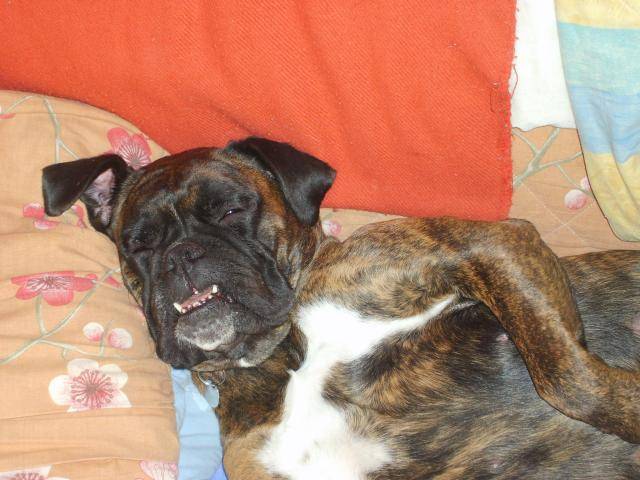 Tcheek'ytha top boxer lol - Boxer