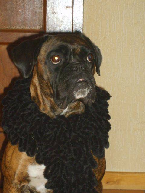 Tcheek'Ytha, boxer - Boxer