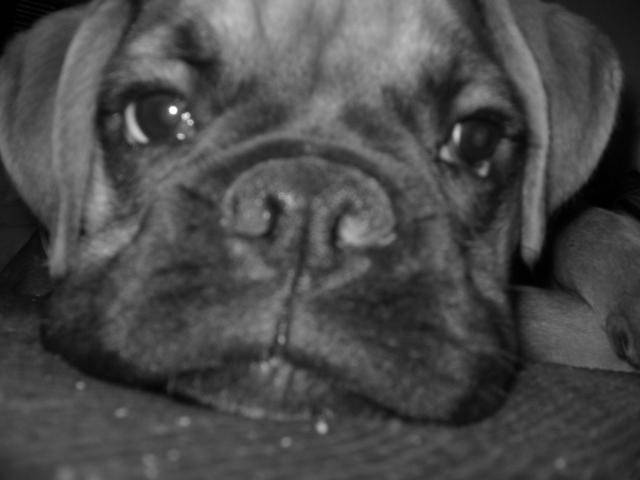 Boxer, BANDIT - Boxer