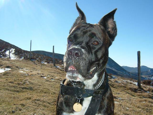 Boxer-Ugh - Boxer