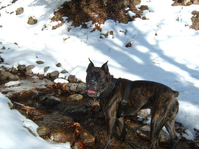 BOXER - Ughi - Boxer