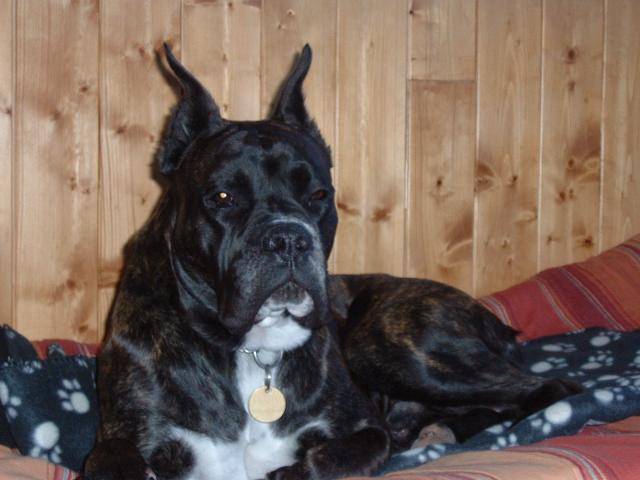 boxer-Ughy - Boxer