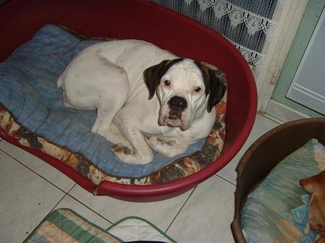 Boxer blanc - Vahiné - Boxer