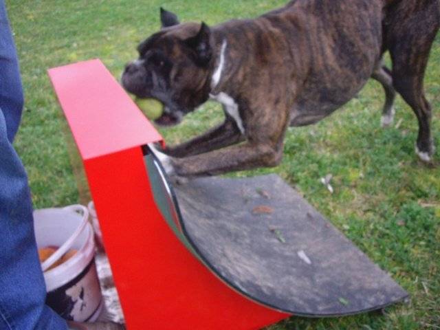 boxer,ramses - Boxer