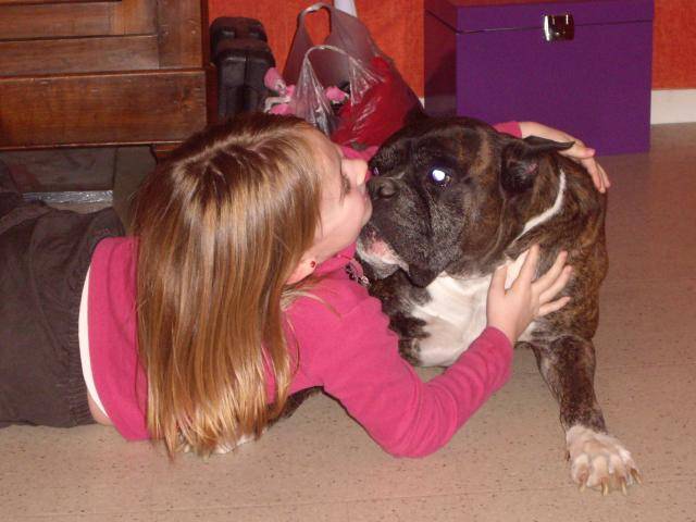 boxer,ramses - Boxer