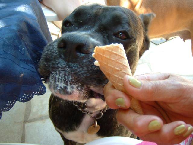 BOXER - UGHY - Boxer