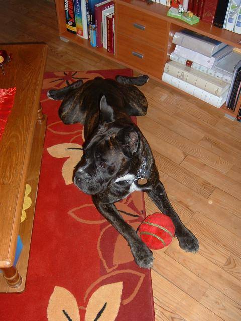 BOXER - Ughy - Boxer