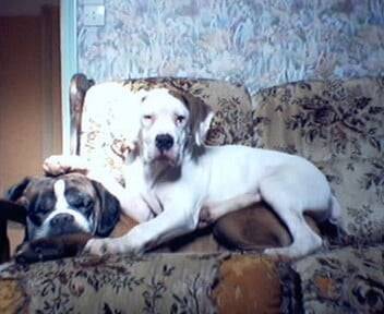 Boxers Nelson et tattoo - Boxer