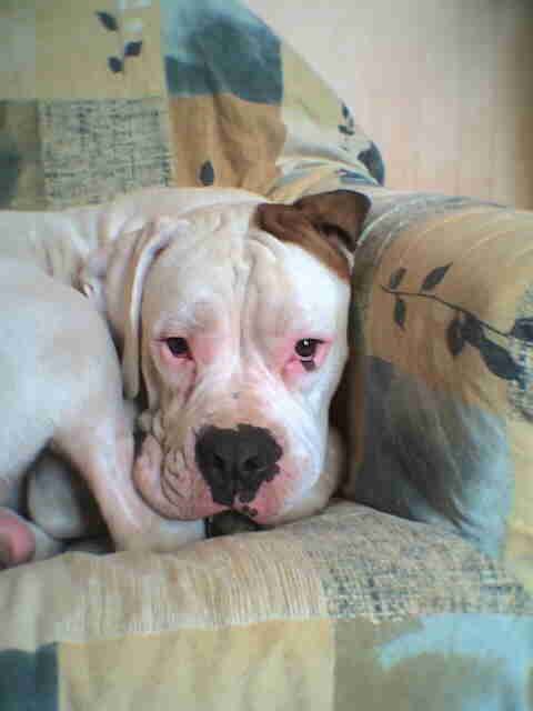 TATTOO BOXER BLANC - Boxer
