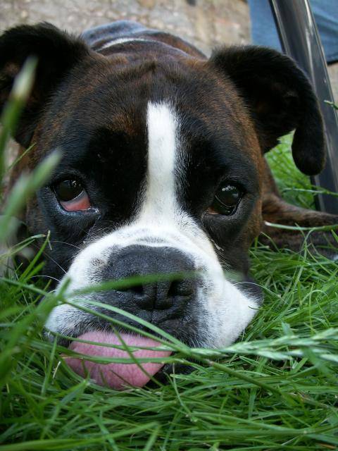 BOXER Petra Allias ma pupuce - Boxer