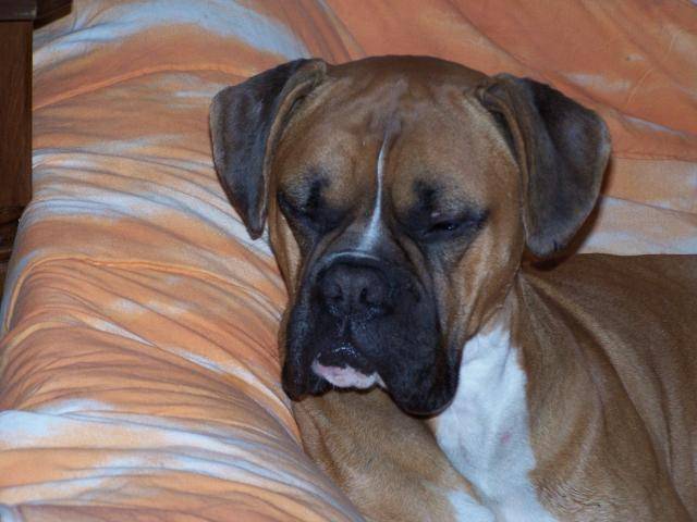 boxer arthus - Boxer