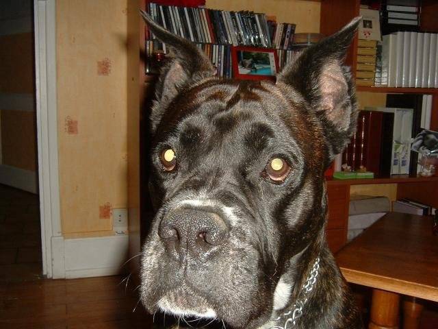 boxer - Ughy - Boxer
