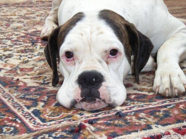 BOXER BLANC - VAHINE - Boxer