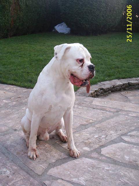 boxer, tex - Boxer
