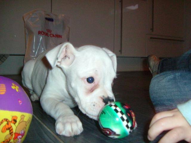 Boxer Clarice - Boxer