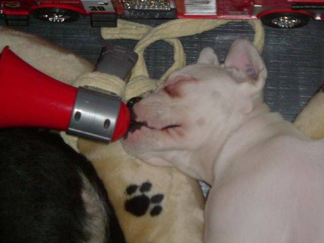 boxer clarice - Boxer