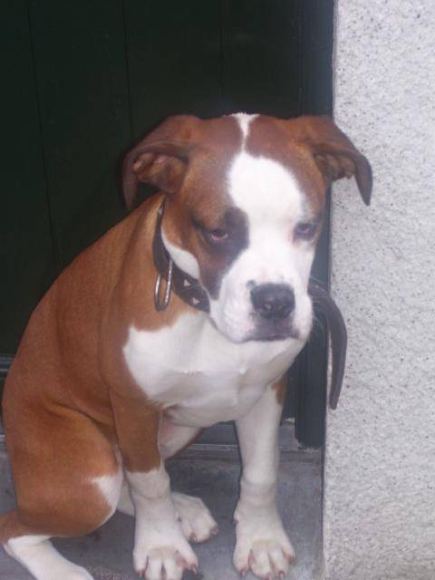 hodain croisés boxer et dog de bordeau - Boxer