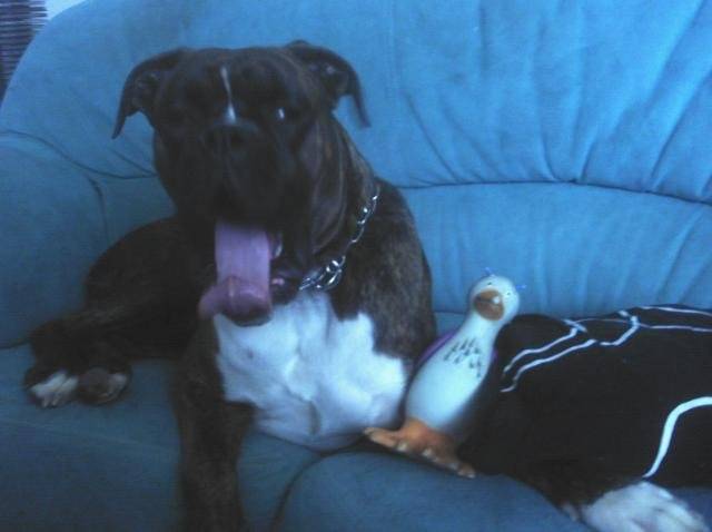 boxer jack - Boxer