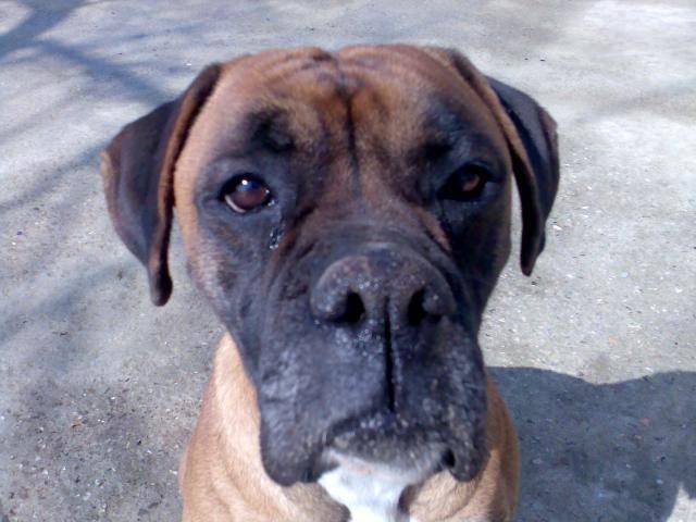 boxer spiky - Boxer