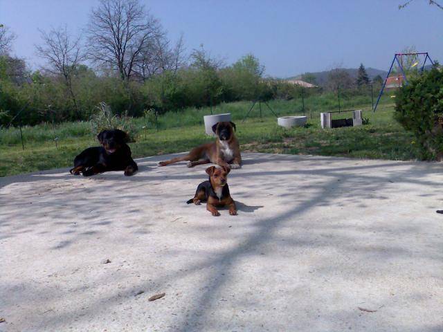 yuki rott, spiky boxer et mimine pinscher - Boxer