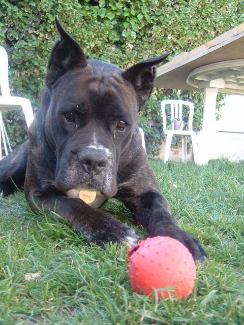 BOXER * UGHY * - Boxer
