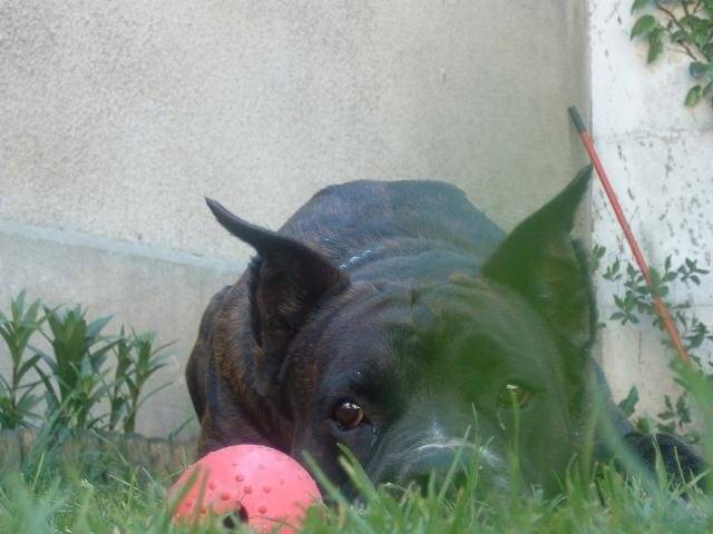BOXER * UGHY * - Boxer