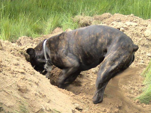 BOXER * Ughy * - Boxer