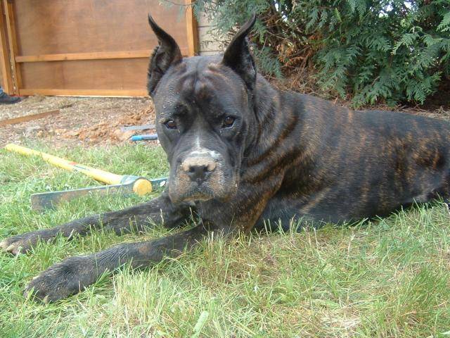 Boxer * Ughy * - Boxer