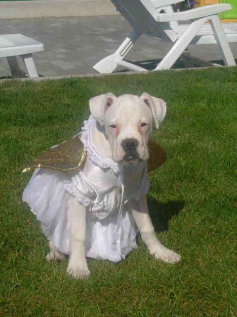 boxer clarice - Boxer