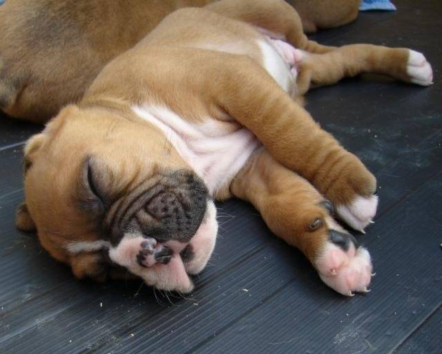boxer "Calvin" - Boxer